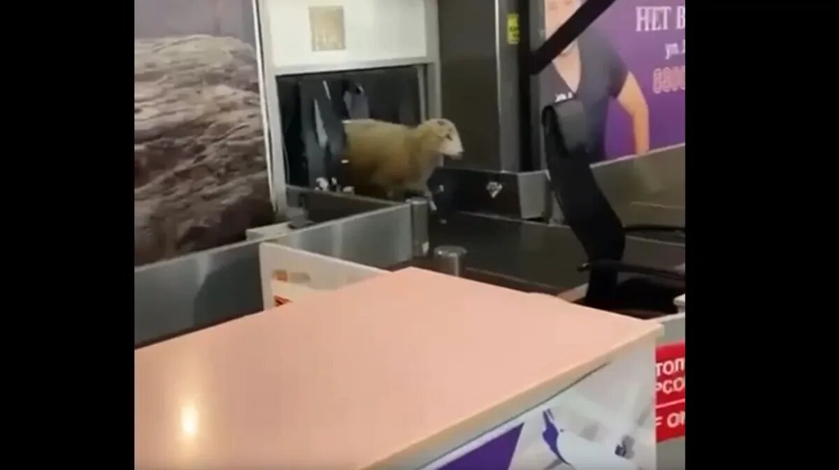 Фото: скриншот видео