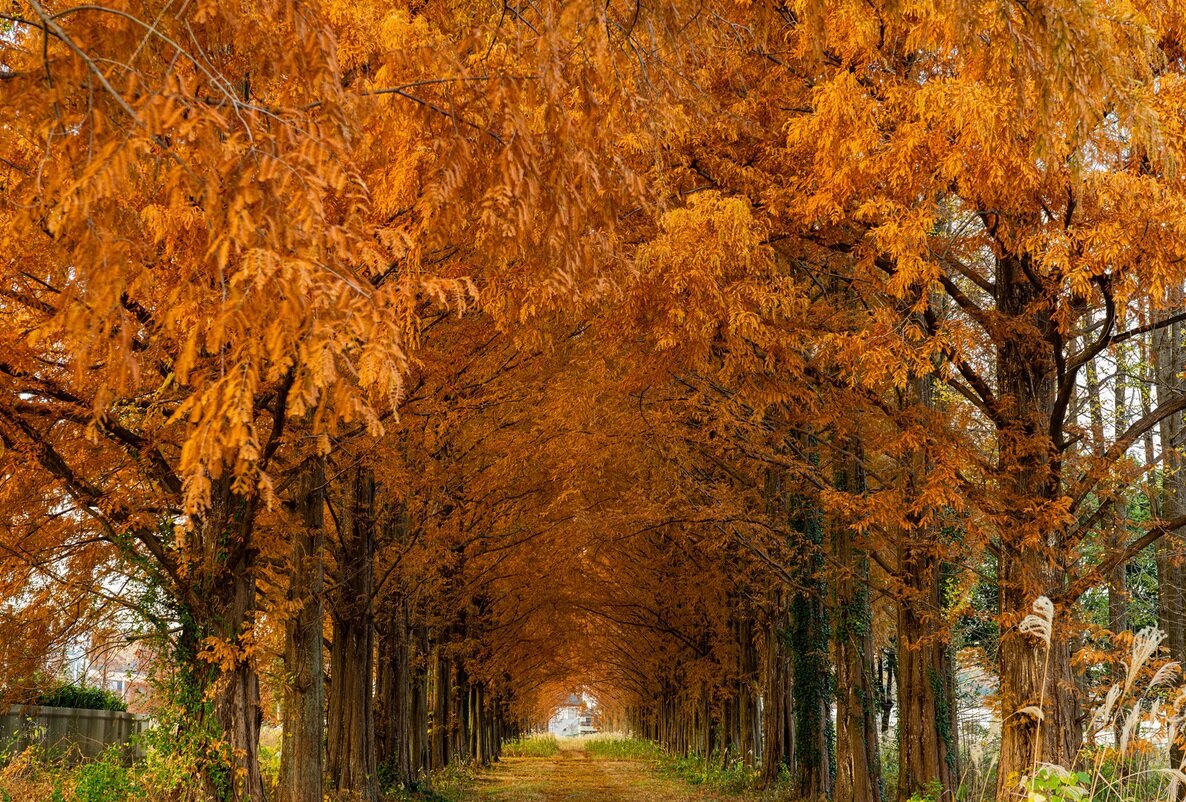 Красная аллея метасеквой