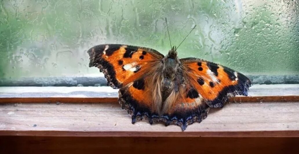 Бабочки влетают в дом. Бабочки на окна. Мотылёк на стекле. Бабочки в стекле. Мотылек на окне.