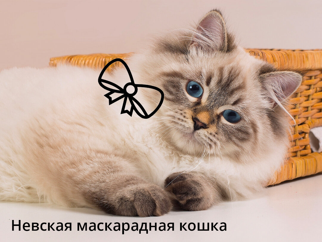 Невская маскарадная кошка | Апиценна | Дзен