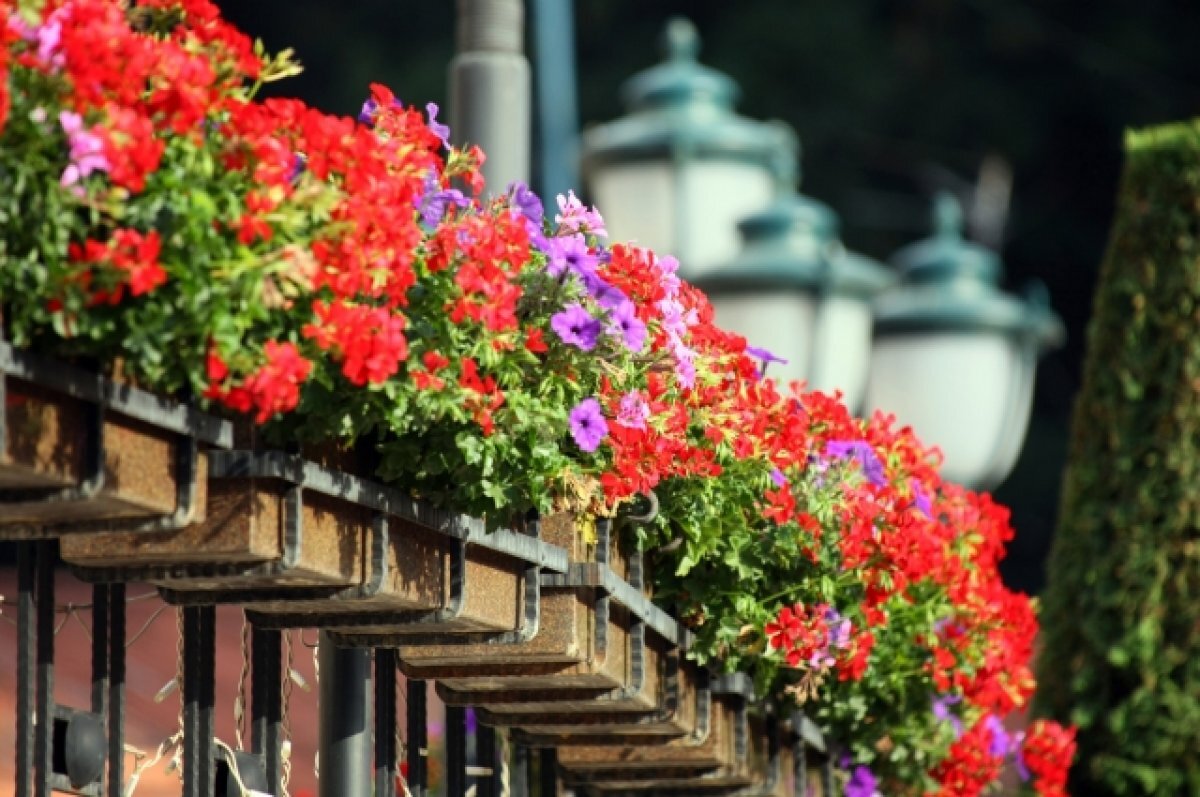    Почти 540 млн рублей уйдёт на благоустройство первой аллеи в Кисловодске