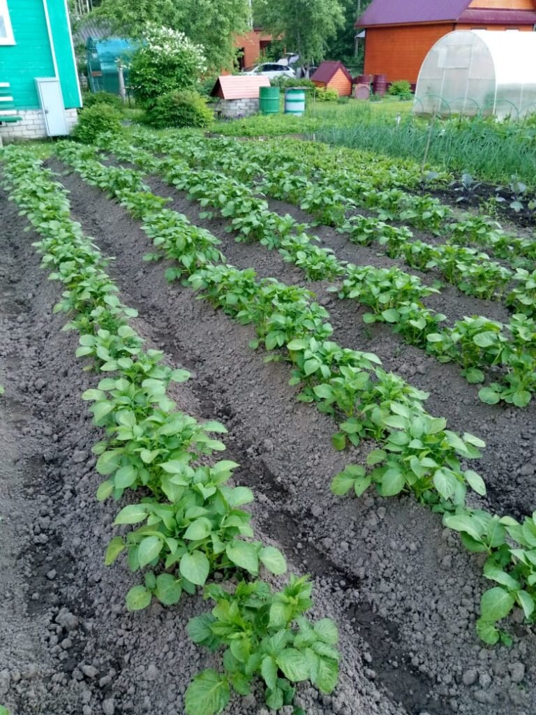 Лазурит от сорняков на картошке как разводить