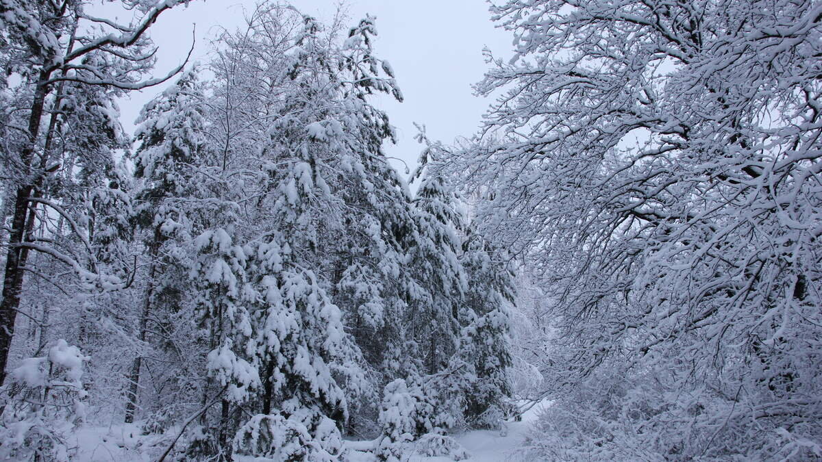 Оттепель - понятие растяжимое (фото пользователя Universal)