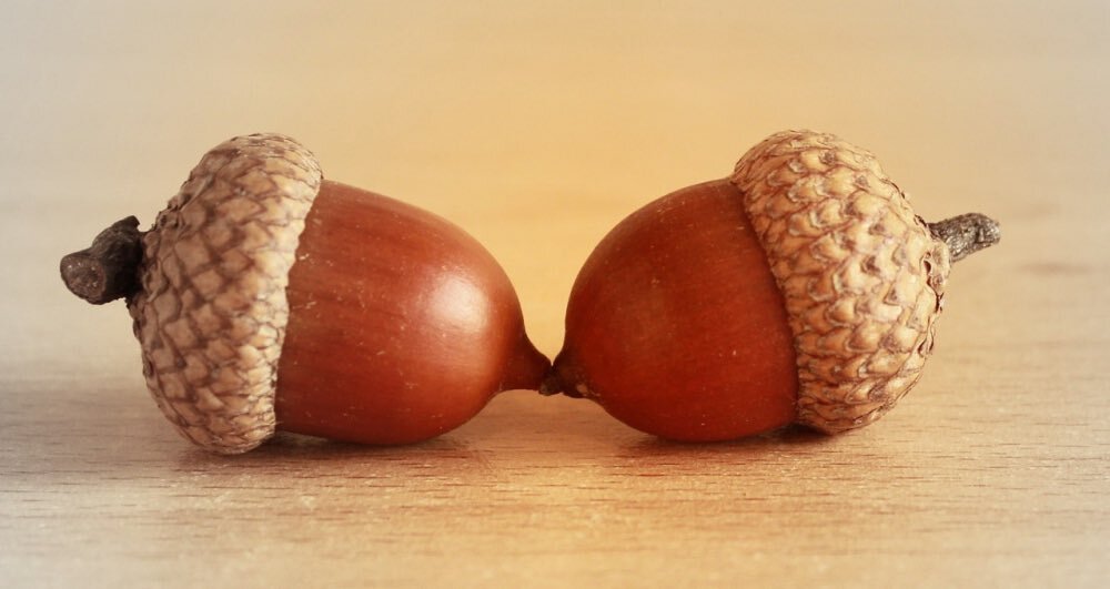 Принцип жёлудя 