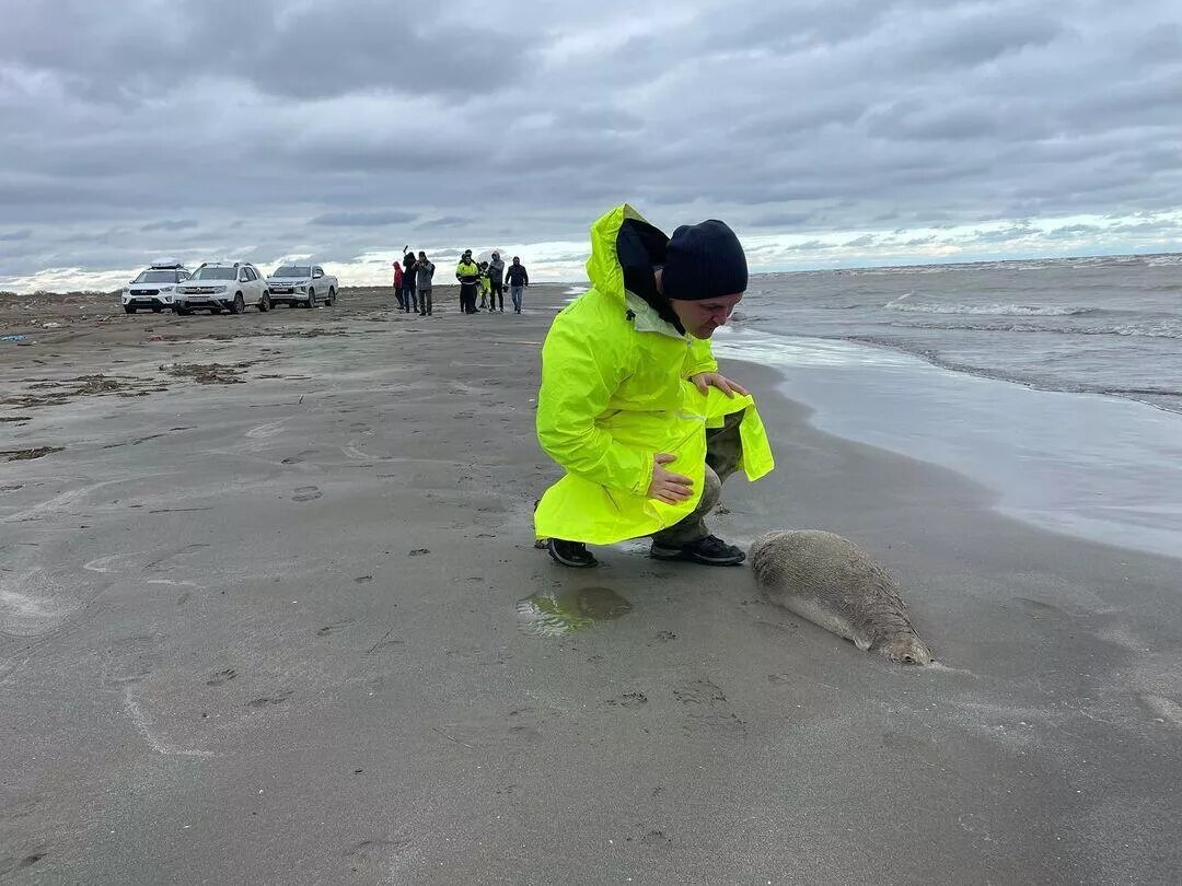 Погибшие нерпы на берегу Каспийского моря в Дагестане