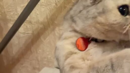 Киса- Нарцисса🐾🐾 | Когда сказали что корм закончился😂😂#кошка # ...