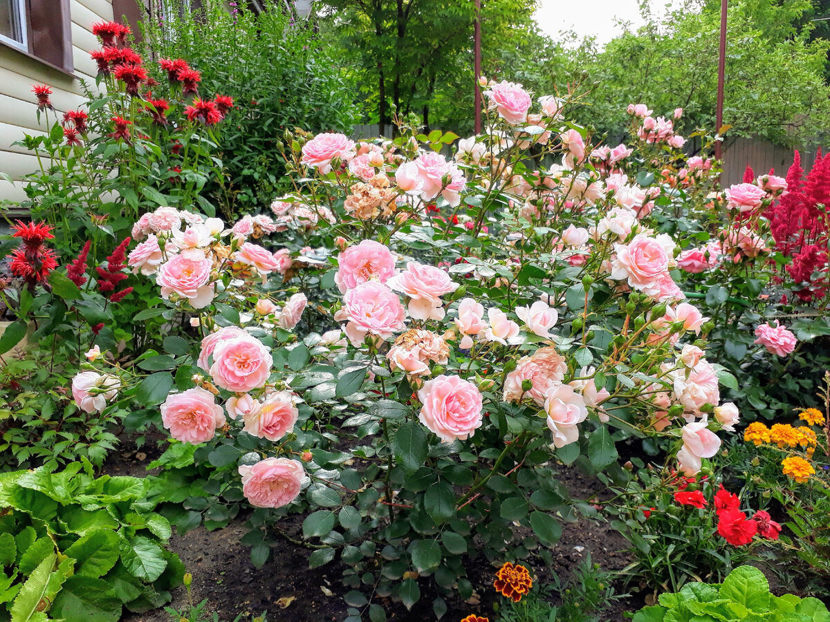 Мой сад в 2017 году