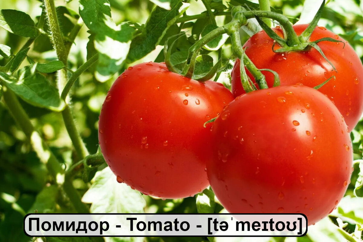 Овощи на английском языке. Карточки для запоминания слов