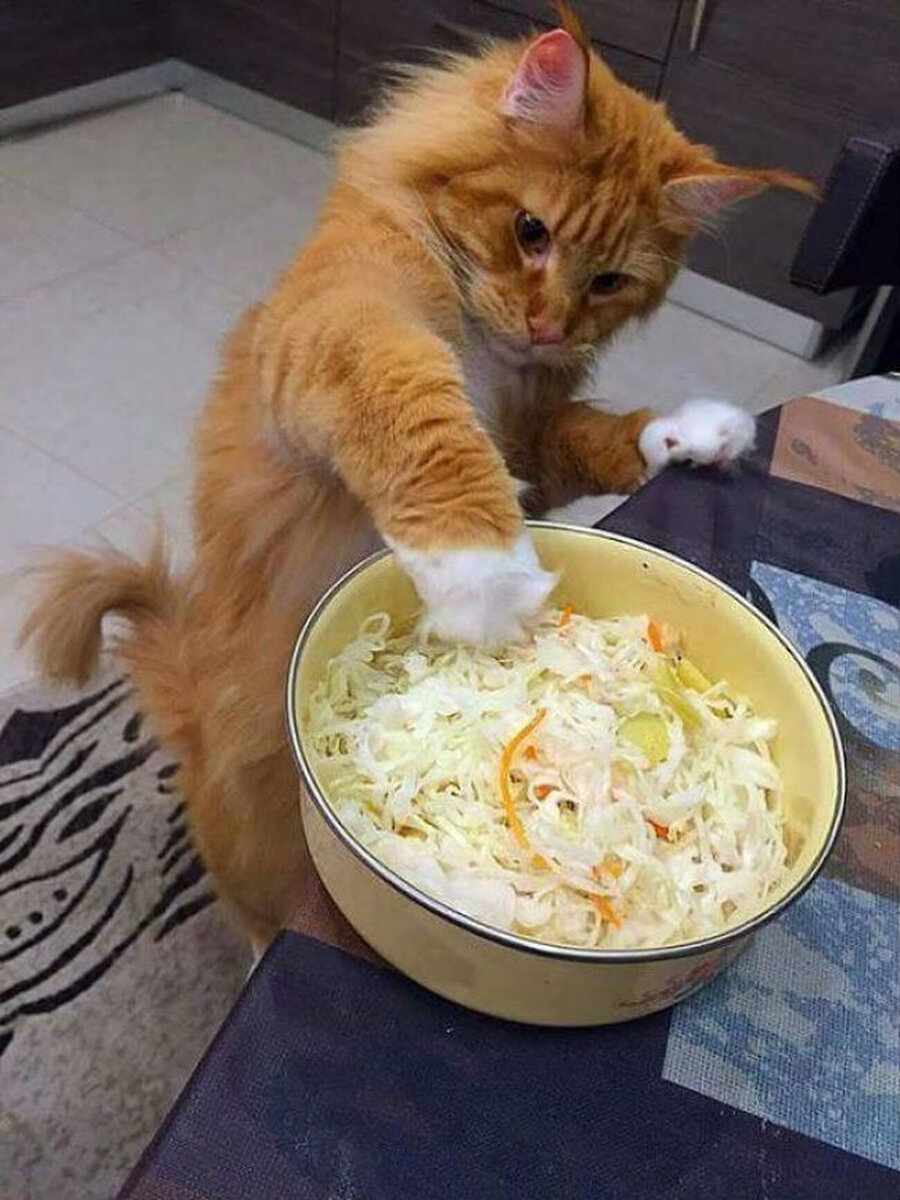 Приятного аппетита котик