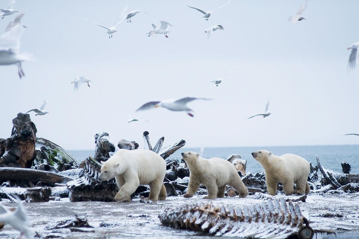 Животные Арктики. Белые медведи в Арктике. Белые медведи вымирают. Экология Арктики.