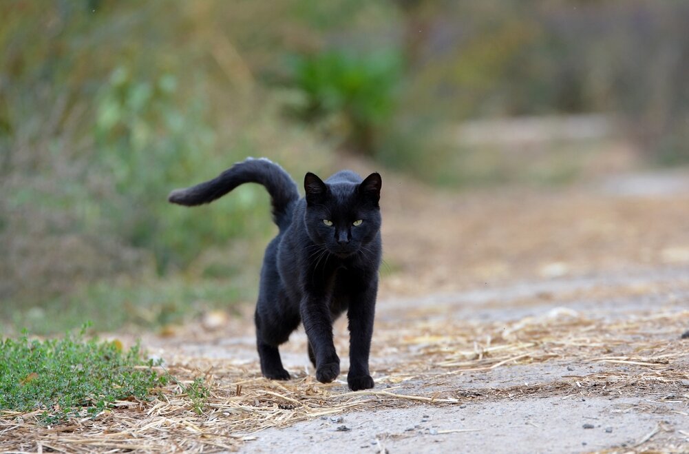 Он ушёл навсегда. Источник Яндекс-картинки: https://yandex.ru/images/
