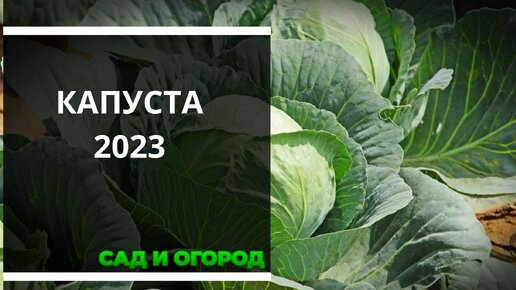 Семена капусты на 2023 год. Какую капусту посадить и посеять в новом сезоне