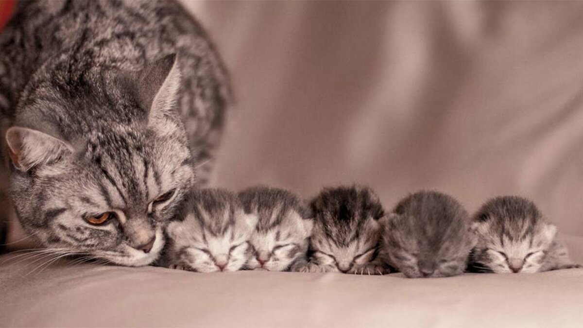 Кошка с новорожденными котятами фото Милые фото кото-мам с котятами и факты о кошачьем материнстве Какова Красота Дзе