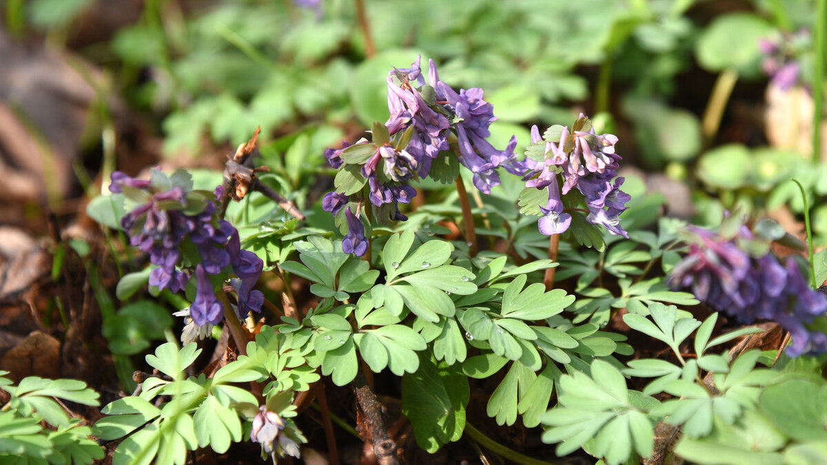 Хохлатка Purple Beauty