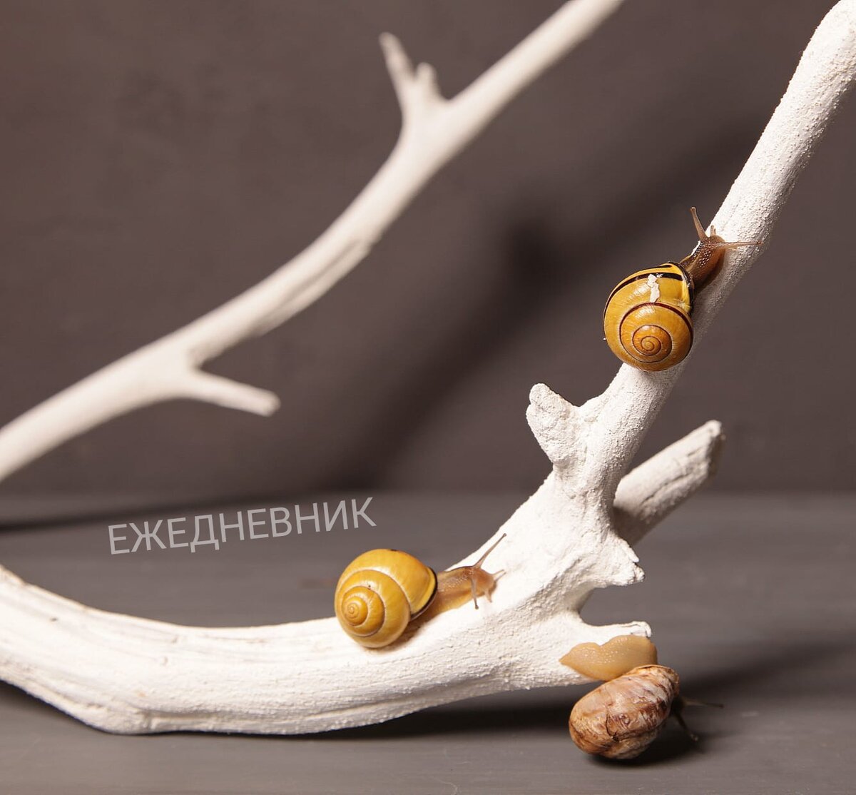 Ежедневник
