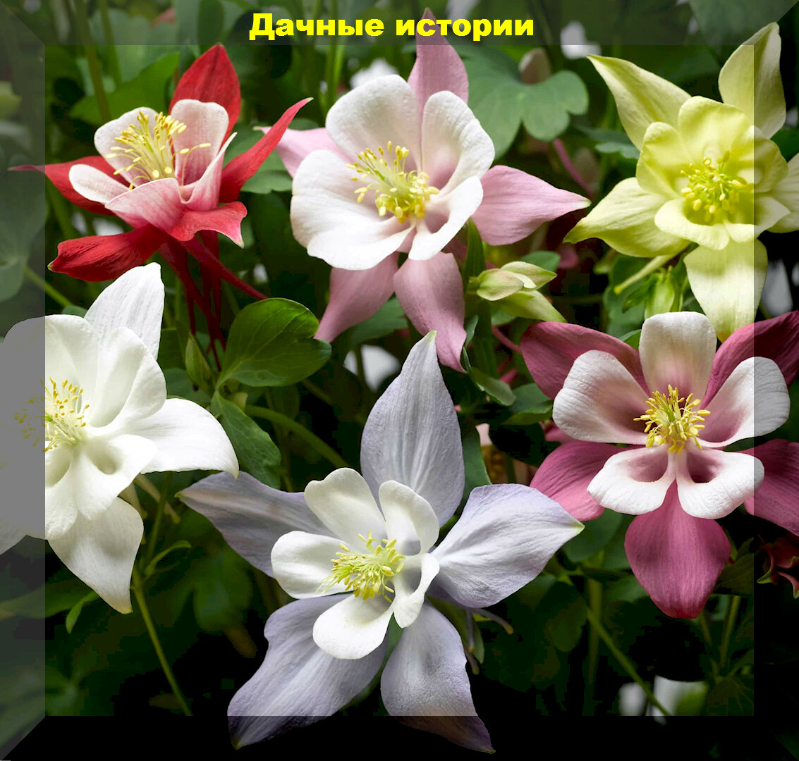 Аквилегия гибридная Фламинго