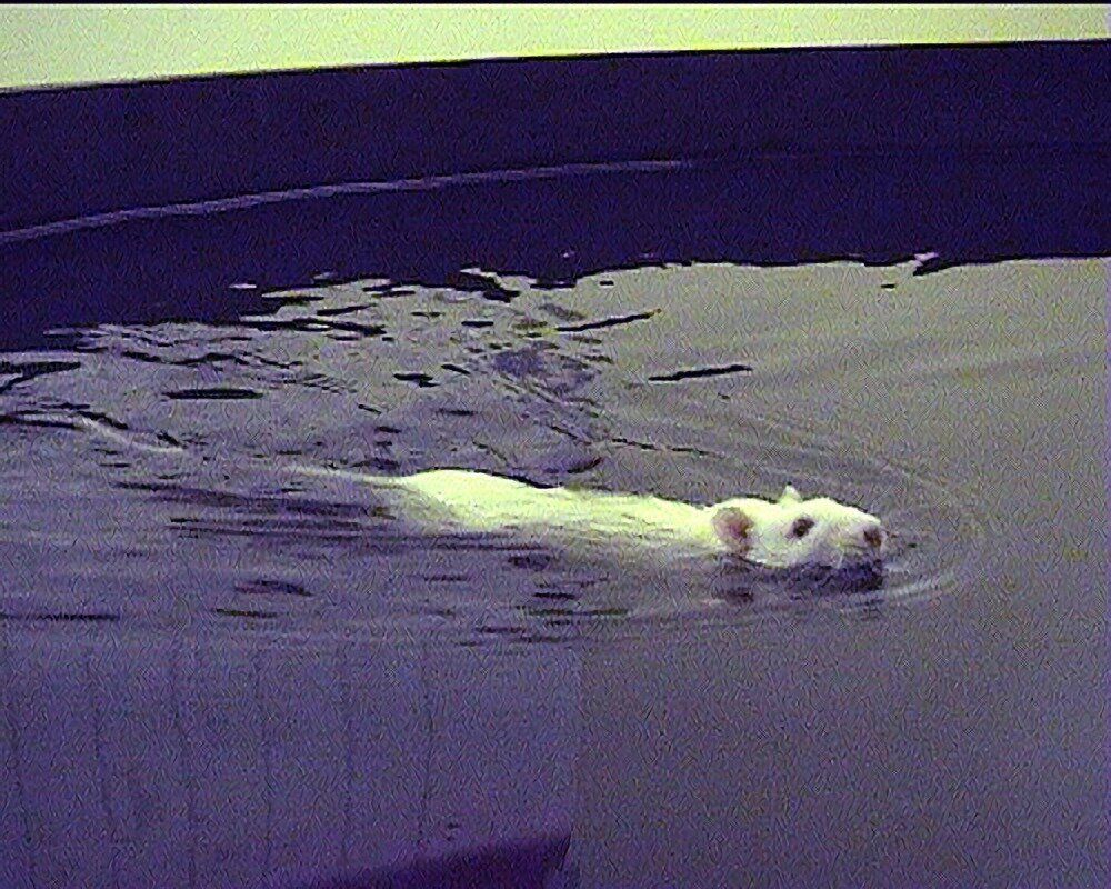 Мышка в водном лабиринте. Где-то под водой есть платформа, на которой можно стоять. Задача мышки — найти её за минимальное время.
