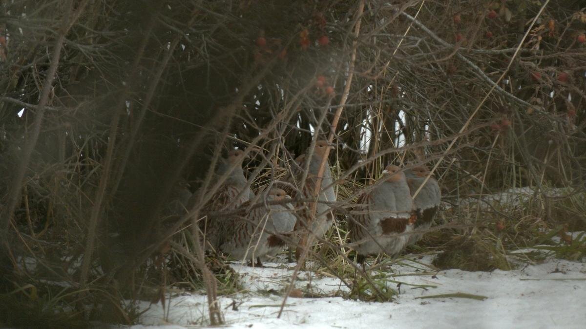 Фото: Павел Глазков / «Каждой твари по паре»