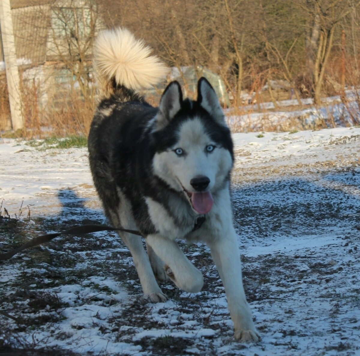 Только посмотрите как он хорош!