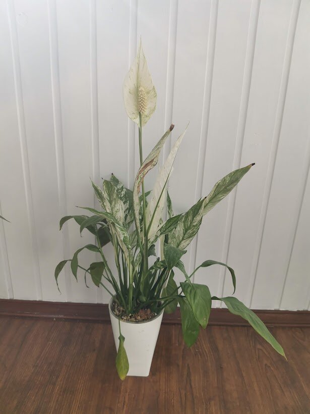 Angel City (летом 2022г)