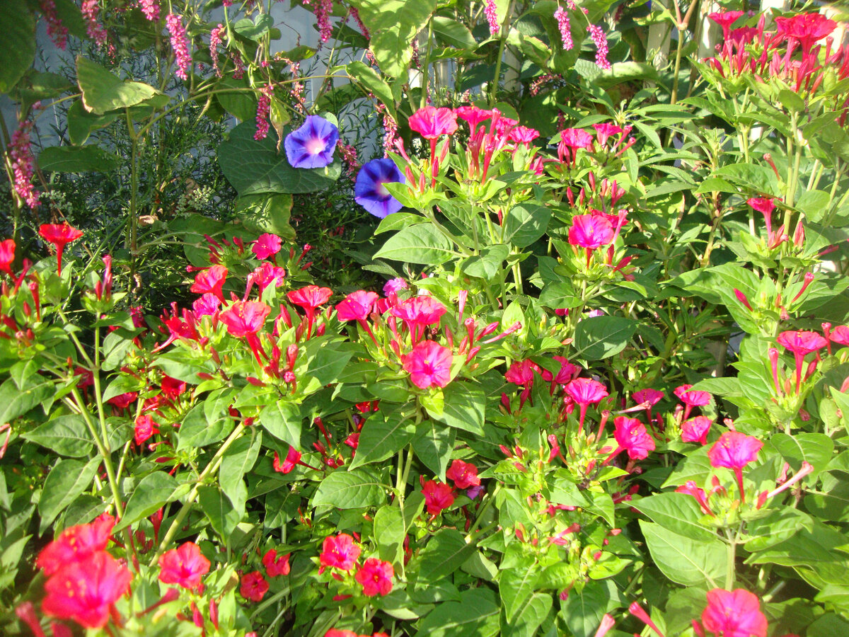 Визитная карточка моего сада | нетипичный пенсионер | Дзен