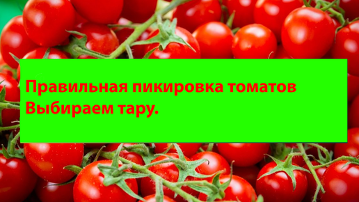 ЧУДЕСНЫЕ КУСТИКИ ТОМАТОВ НА ВАШЕМ ПОДОКОННИКЕ _ Пересадка рассады