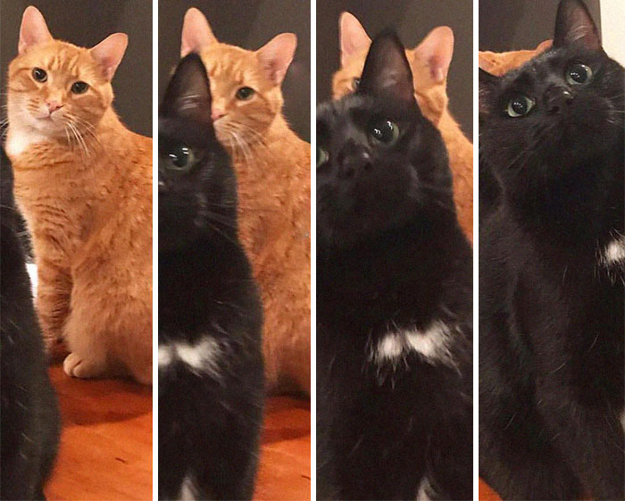 Фото: www.reddit.com/r/AnimalsBeingDerps 