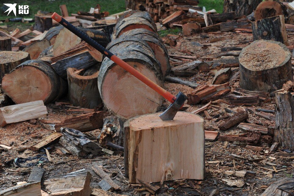     Ущерб, причиненный лесному фонду РФ, превысил 300 тысяч рублей. Владимир ВЕЛЕНГУРИН