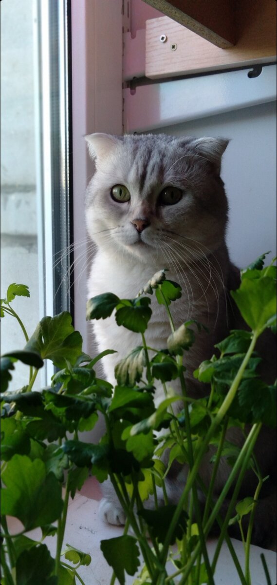 Сельдерей растёт быстрей -если рядом котофей🐈‍⬛😉