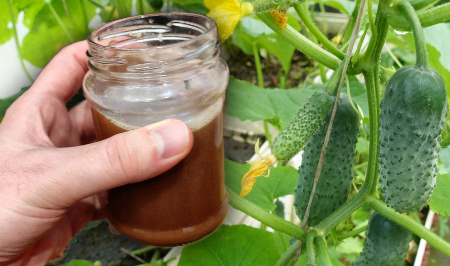 Фотография взята из источника agroopt-market.ru