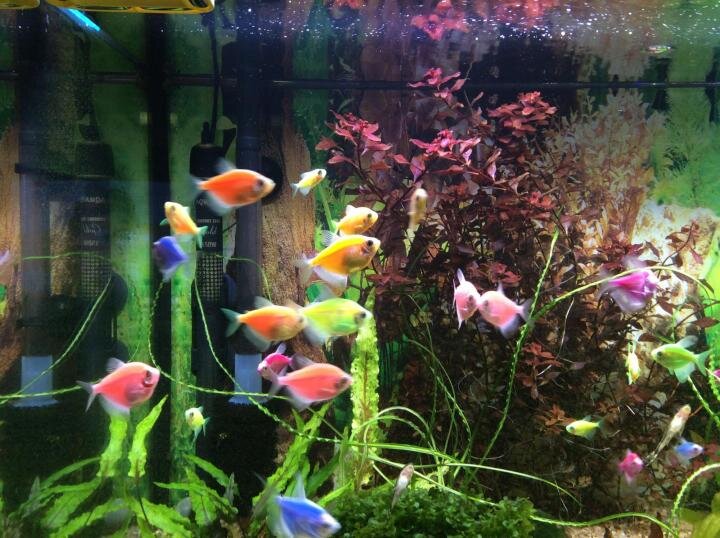 Вот так они выглядят в стайке