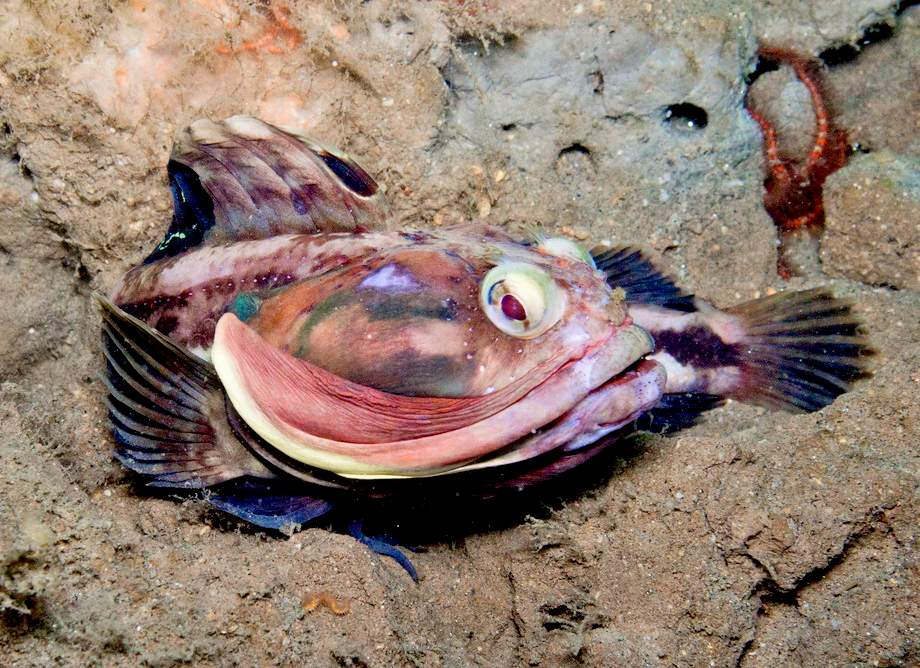 Морская собака животное. Neoclinus blanchardi. Щучья морская собачка. Хохлатая морская собачка. Это морская щучья собачка это рыба.