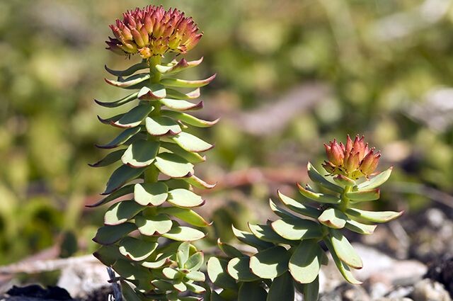 Родиола розовая