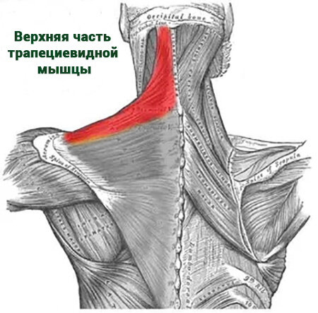 Верхняя часть трапециевидной мышцы