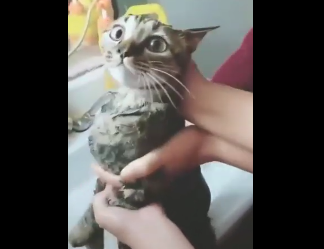 Кадр видео youtube.com/faunashow