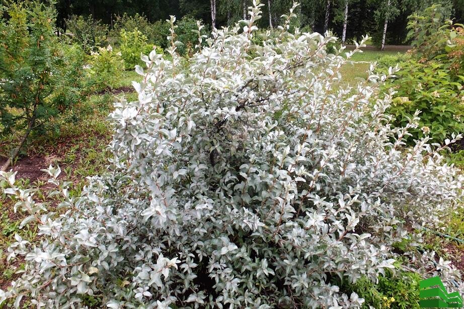 Кустарник лоха серебристого. Ива ползучая "argentea" ("Аргентеа"). Ива ползучая argentea. Ива ползучая nitida. Ива ползучая (Salix repens).