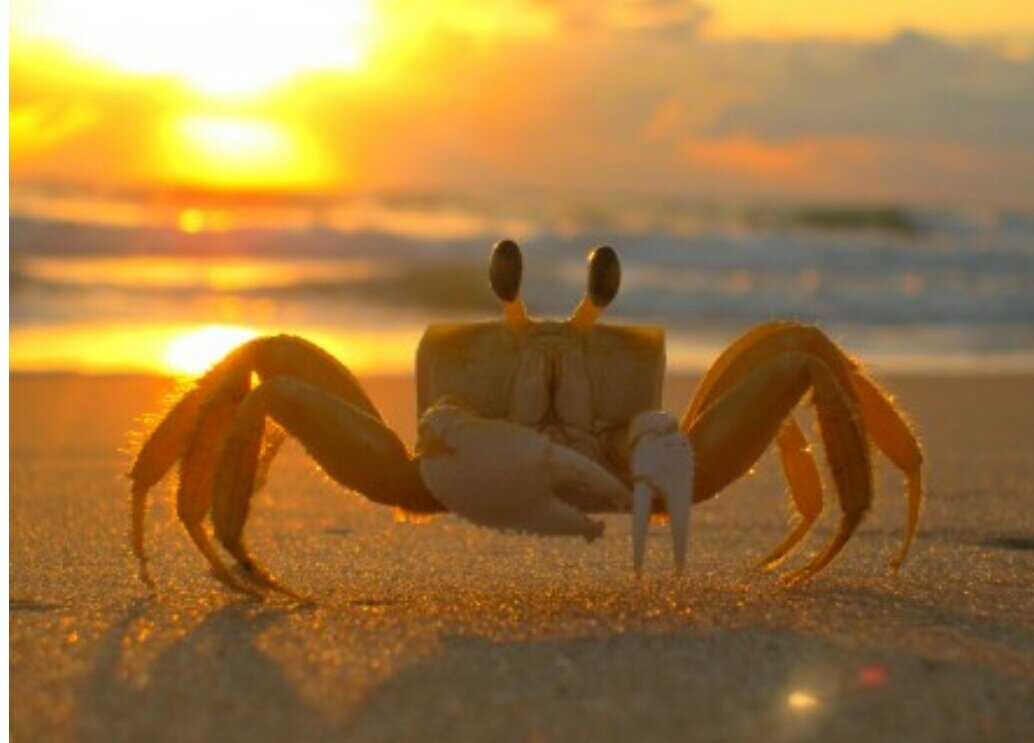 Краб ищет место где ему спрятаться на пляже