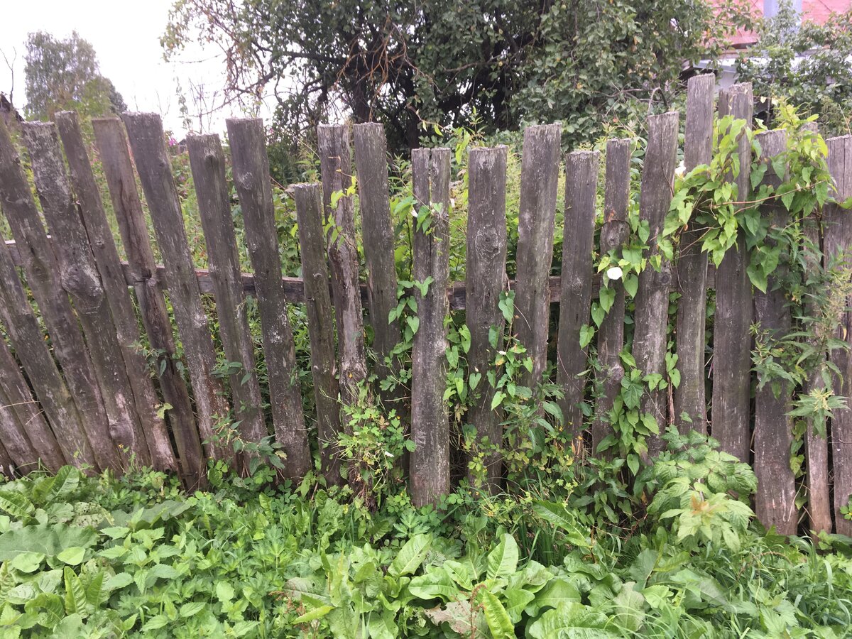 Еще один пьющий товарищ забросил свой участок