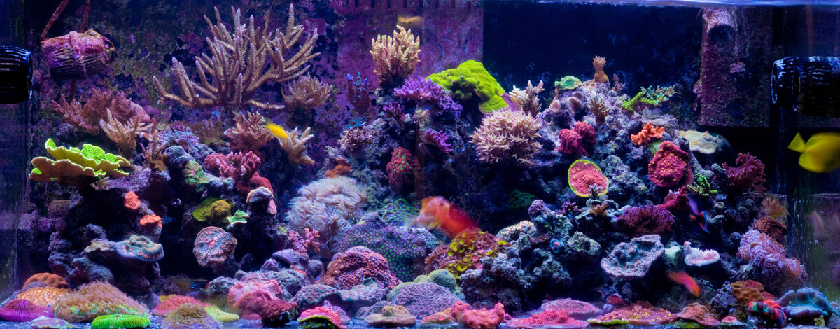 https://www.reef2reef.com/images/totm/sept09/FTS%20aug%2024th%20copy%20copy.jpg