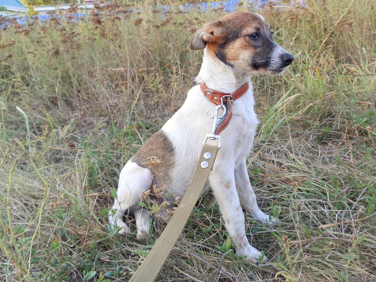 Фото: приют "DogHope" 