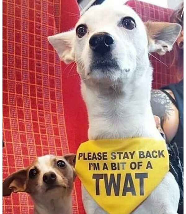https://www.wackyy.org/funny-dogs-that-will-make-your-day/4/