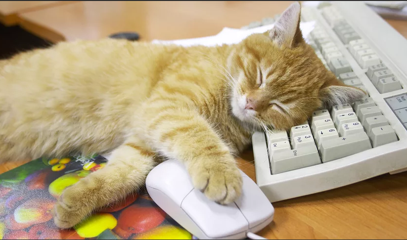 Котик для привлечения внимания