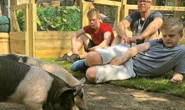 животные, шоу, телевидение, странности