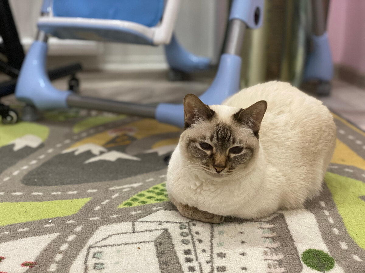 Когда в детской появился ковер, кошка мгновенно решила его "обсидеть"