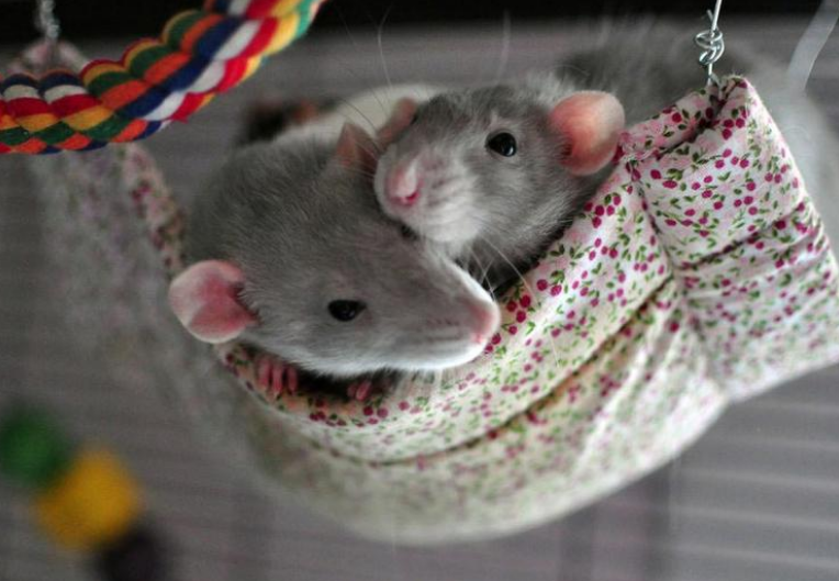 Источник: Яндекс