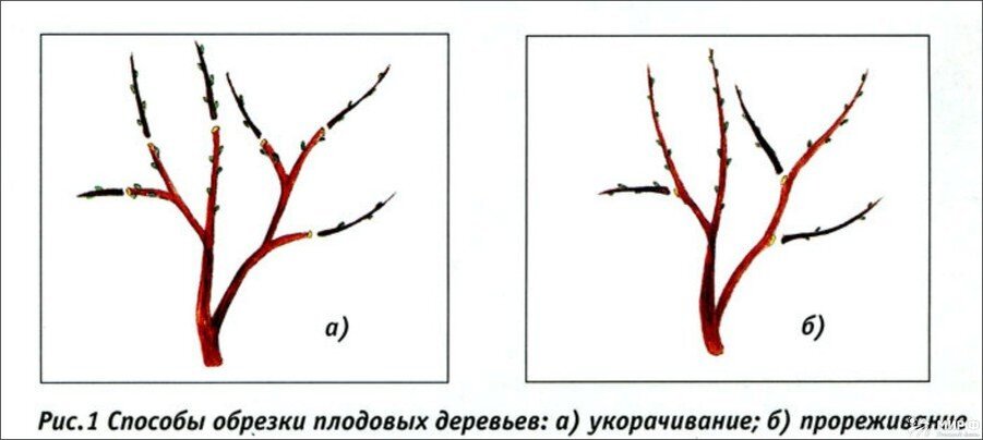 обрезка определение. схема формовочной обрезки деревьев. способы обрезки. виды обрезки деревьев и кустарников. общие принципы обрезки плодовых деревьев.