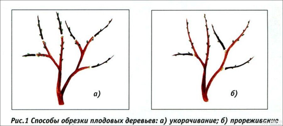 Техника подрезки