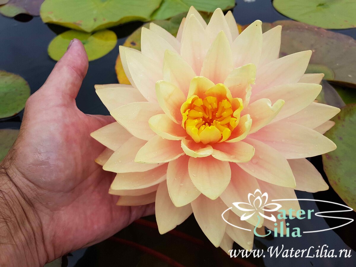 кувшинка Awesome