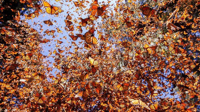 Боьочки улетают на зиму в теплые края.