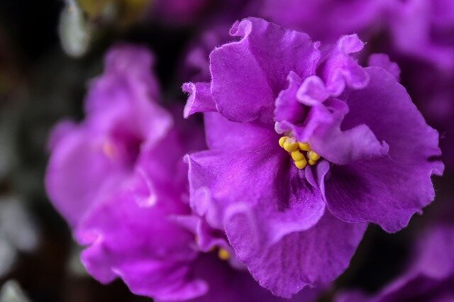 Изображение Marianq с сайта Pixabay